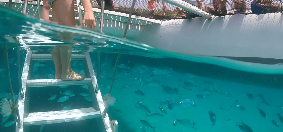 peixos escala