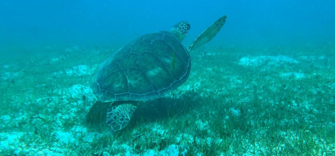 tortuga
